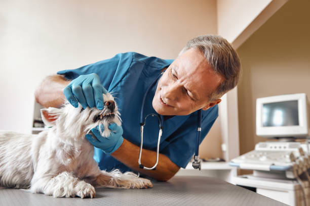 Best Weekend Emergency Dentist in West University Place, TX